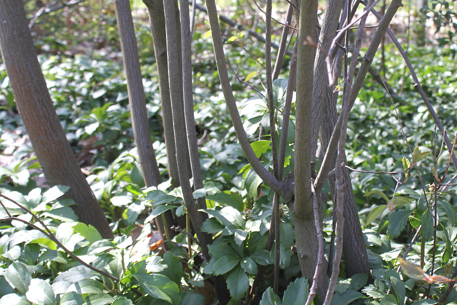 Image of Amelanchier laevis specimen.