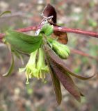 Lonicera caerulea