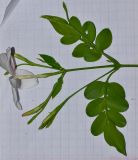 Jasminum polyanthum. Верхушка побега с соцветием. Израиль, Шарон, г. Герцлия, в культуре. 29.05.2013.