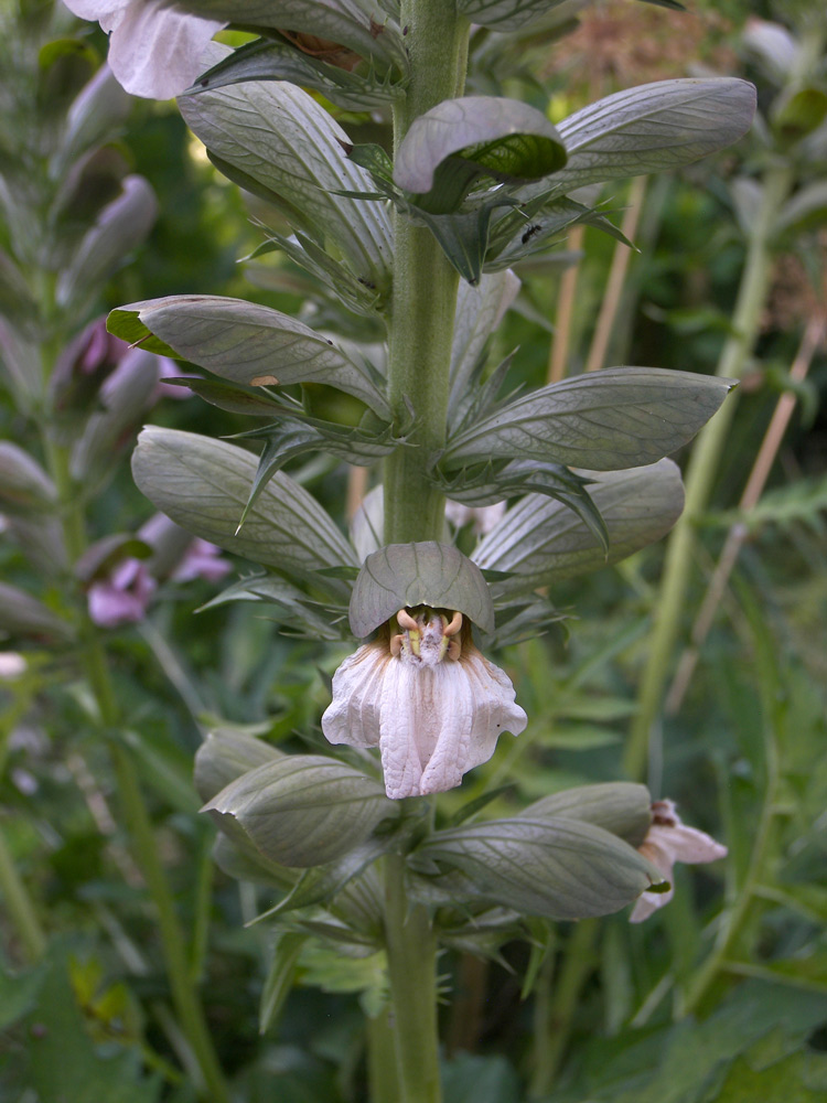 Изображение особи Acanthus spinosus.