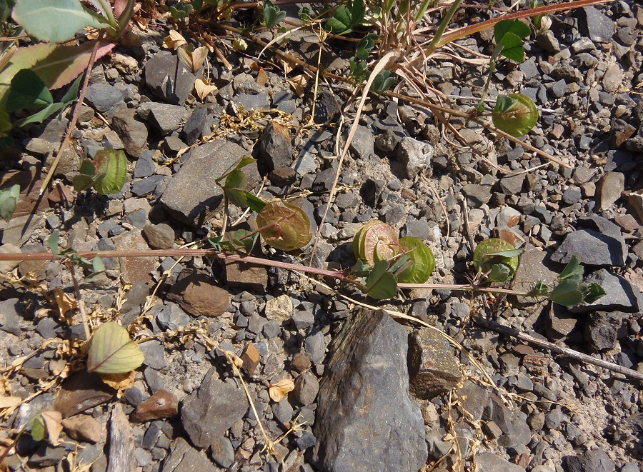 Изображение особи Medicago orbicularis.