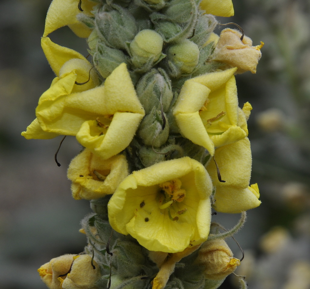 Image of genus Verbascum specimen.