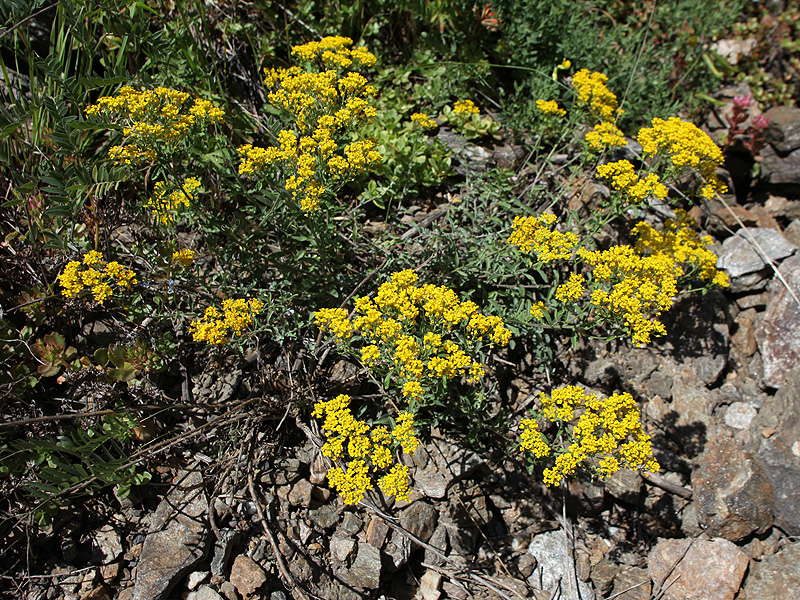 Изображение особи Odontarrhena muralis.