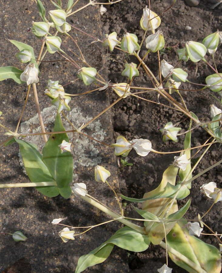 Image of Vaccaria hispanica specimen.