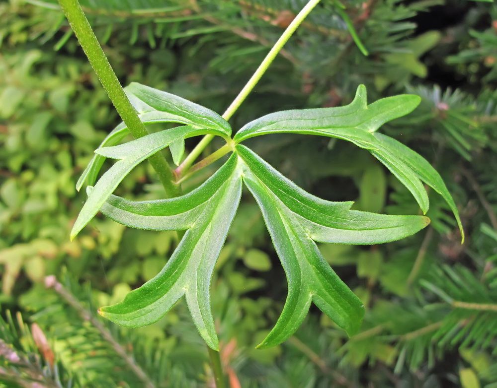 Изображение особи Aconitum kirinense.