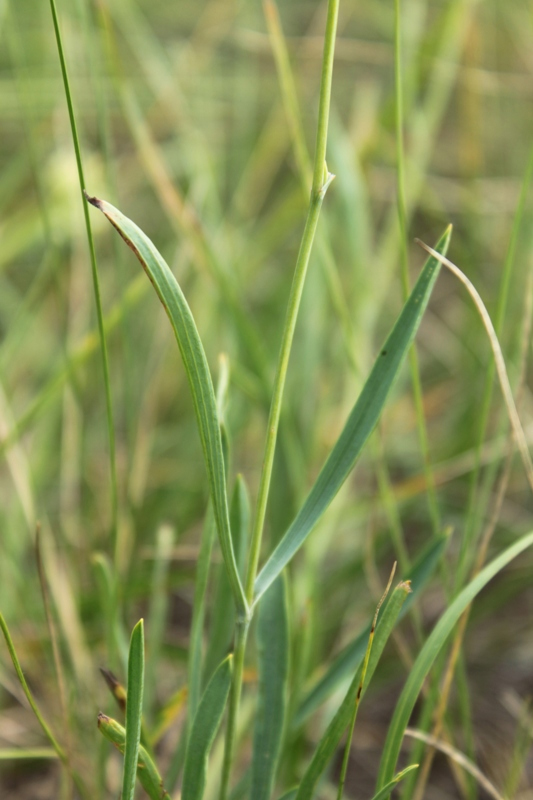 Image of Bupleurum scorzonerifolium specimen.