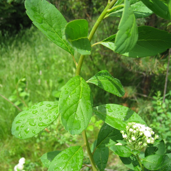 Изображение особи Spiraea trichocarpa.