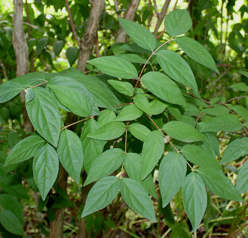 Изображение особи Deutzia coreana.