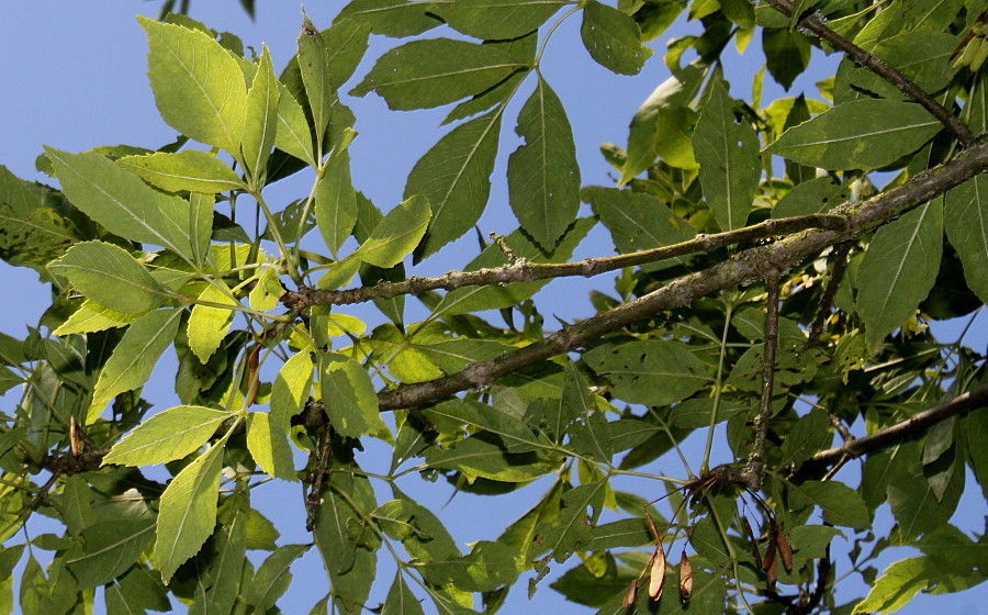 Image of Fraxinus velutina var. coriacea specimen.