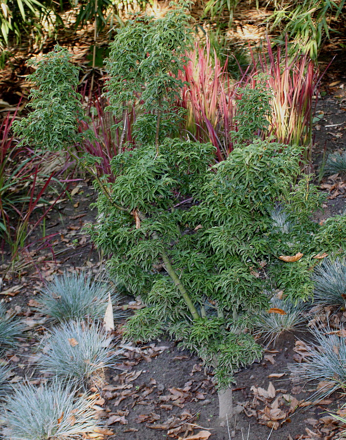 Image of Acer palmatum specimen.