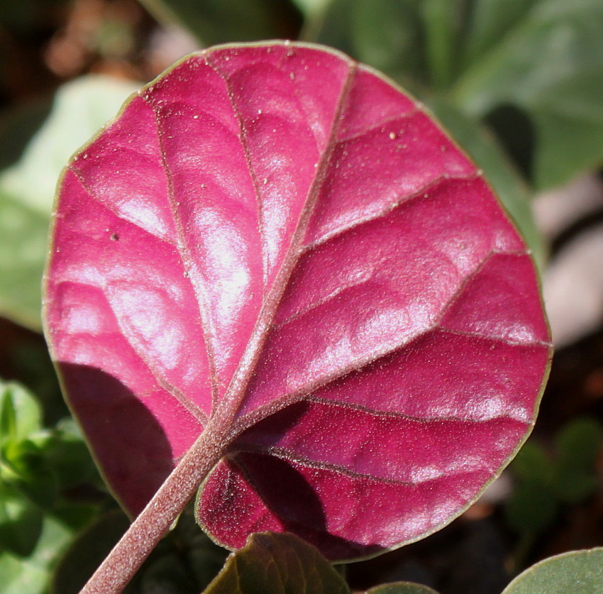 Image of Cyclamen coum specimen.