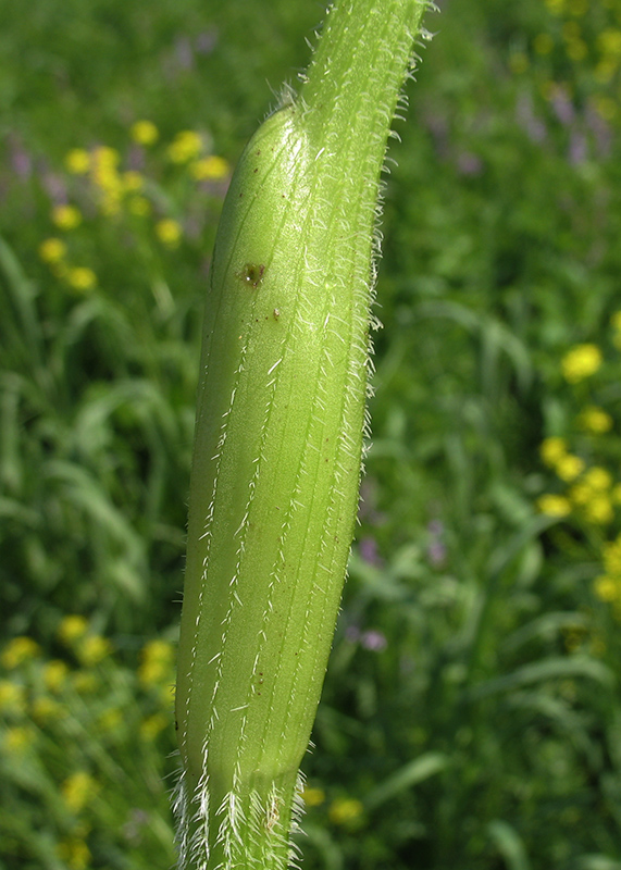 Image of Heracleum sibiricum specimen.