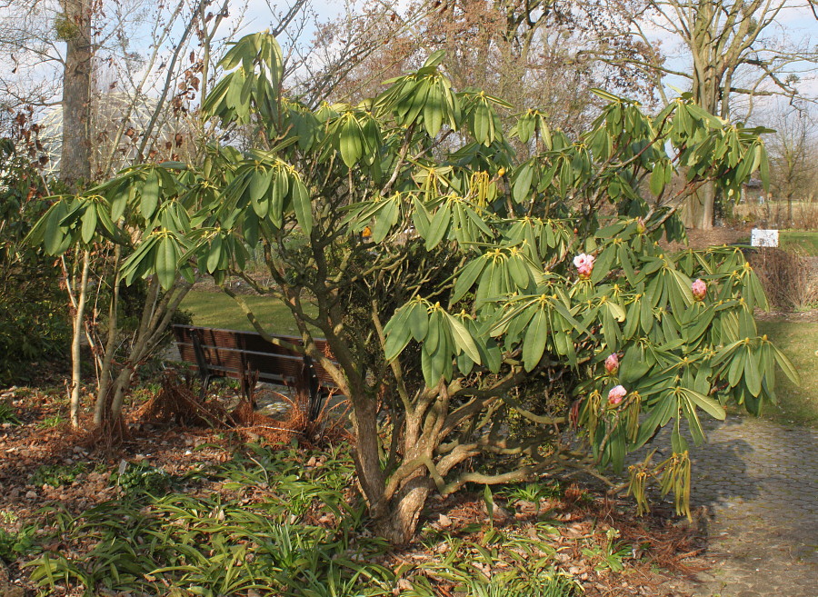 Image of Rhododendron calophytum specimen.