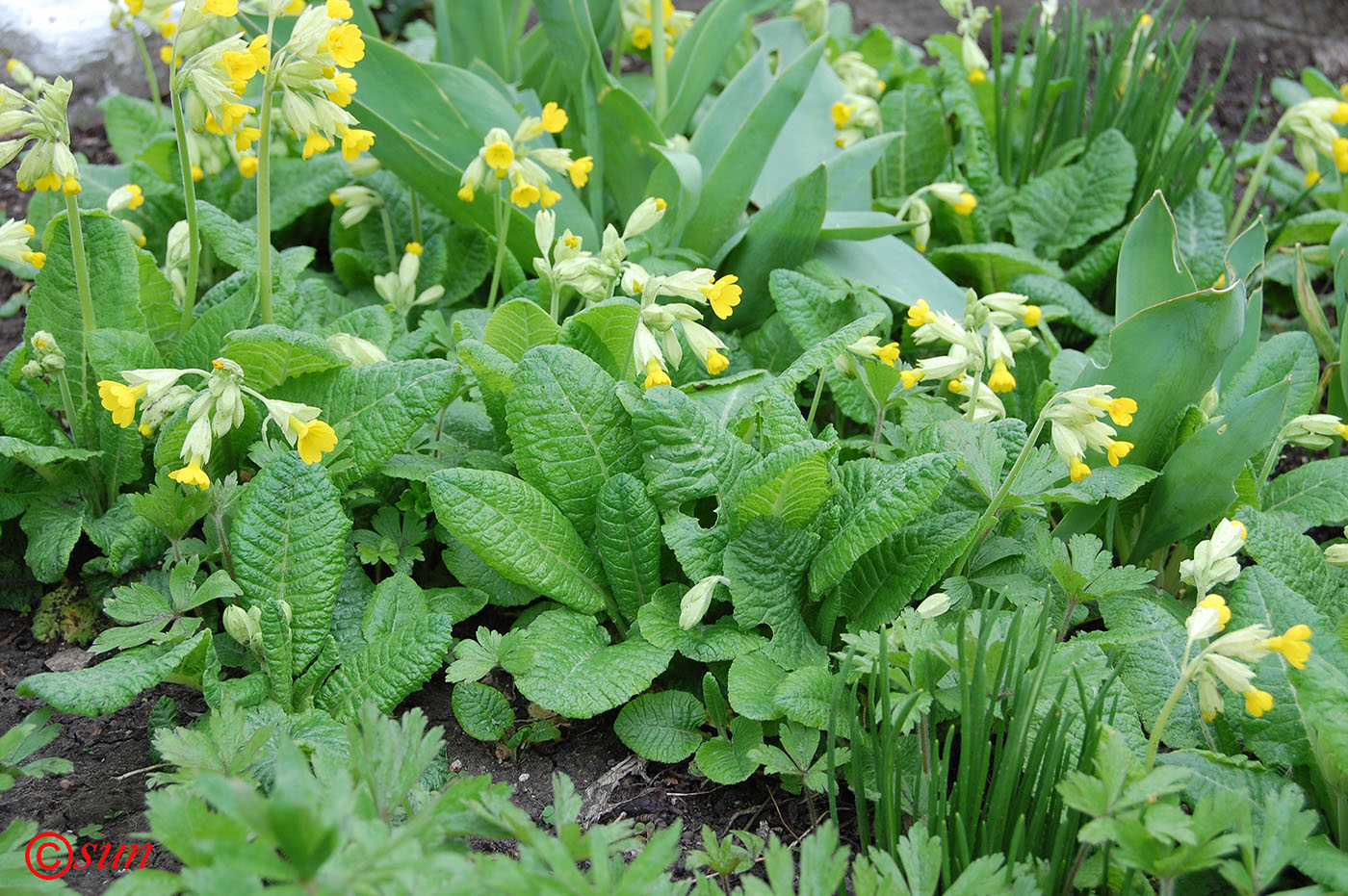 Image of Primula macrocalyx specimen.