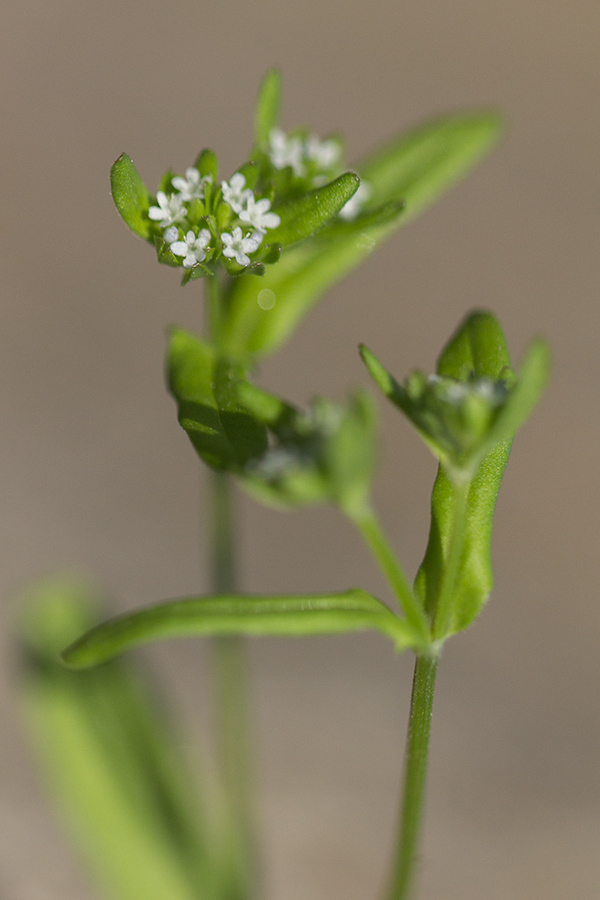 Image of Valerianella locusta specimen.