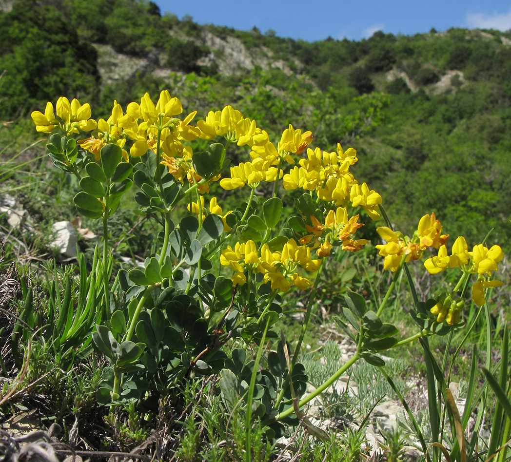 Изображение особи Coronilla coronata.