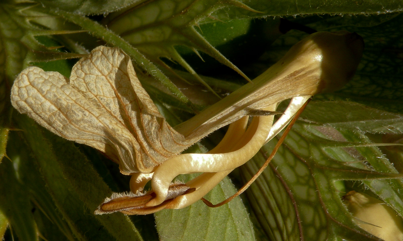 Изображение особи Acanthus syriacus.