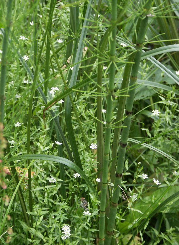 Image of Stellaria crassifolia specimen.