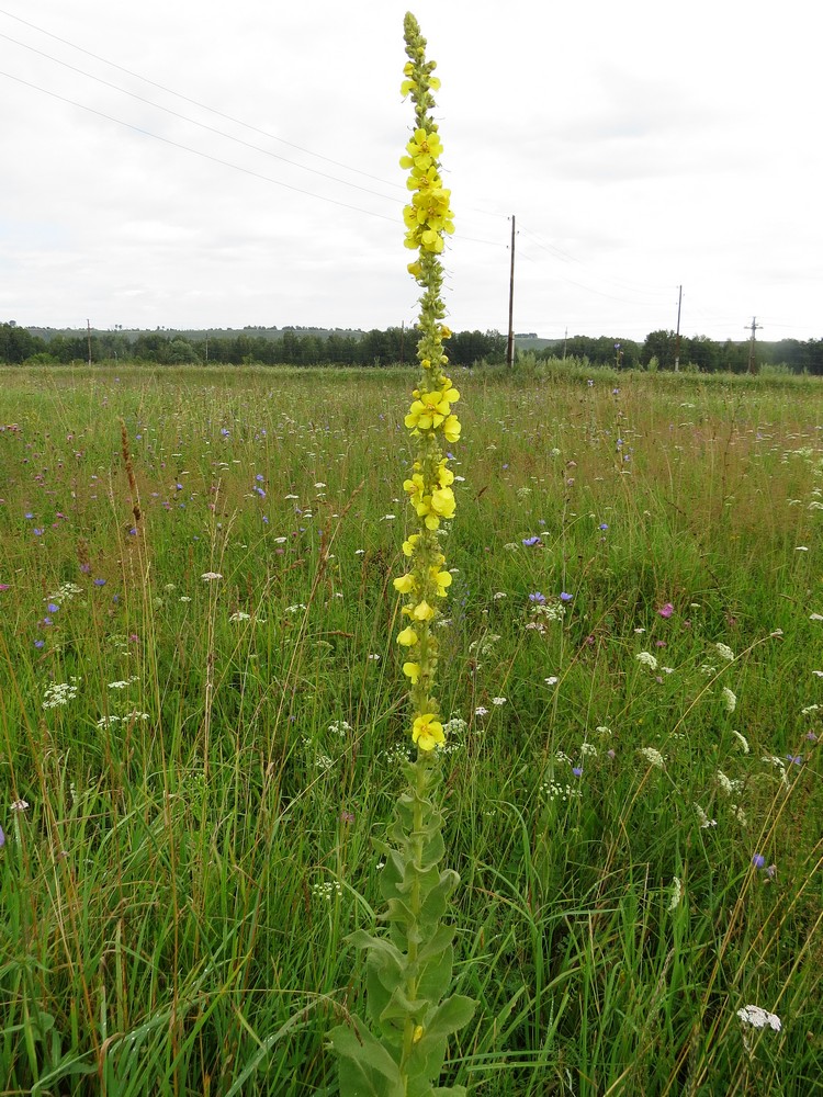 Изображение особи Verbascum phlomoides.