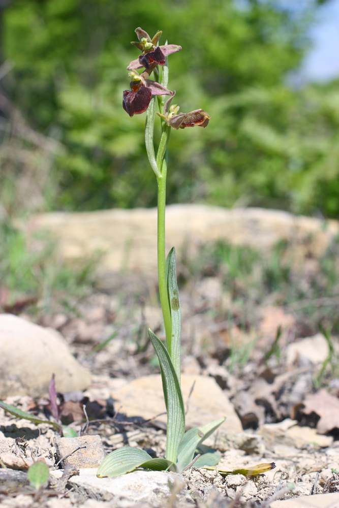 Изображение особи Ophrys mammosa ssp. caucasica.