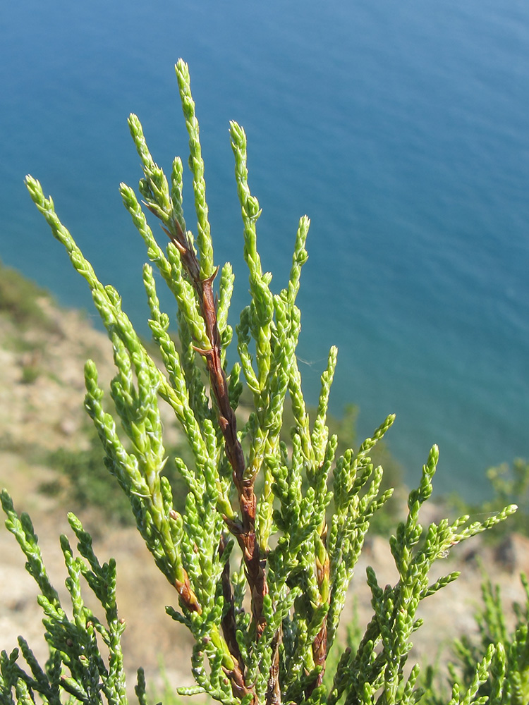 Image of Juniperus foetidissima specimen.