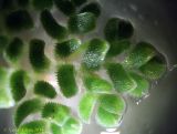 Azolla caroliniana. Верхушка вайи. Киев, Институт ботаники, в аквариуме, взято из пруда на Южной Борщаговке. 25 августа 2014 г.