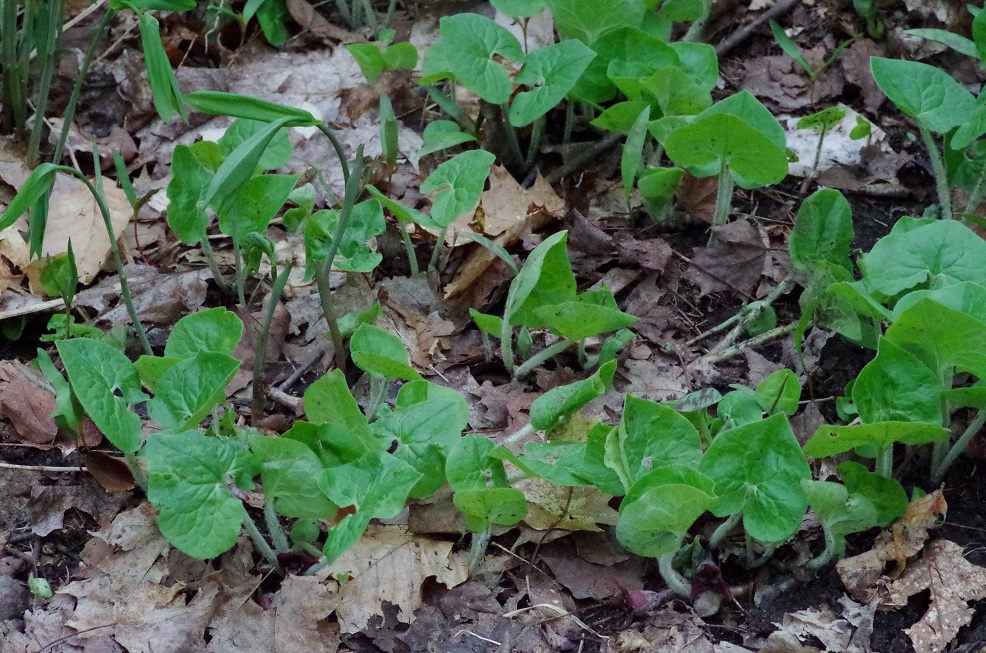 Image of Asarum canadense specimen.