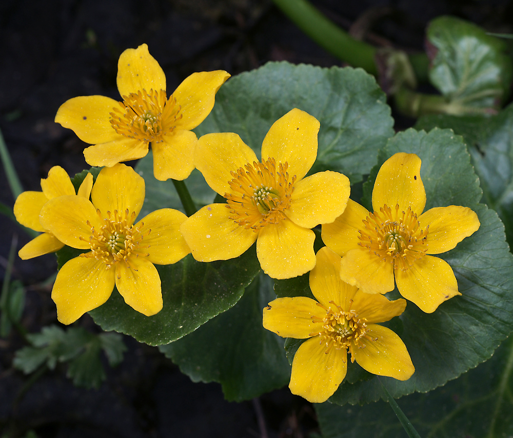 Изображение особи Caltha palustris.