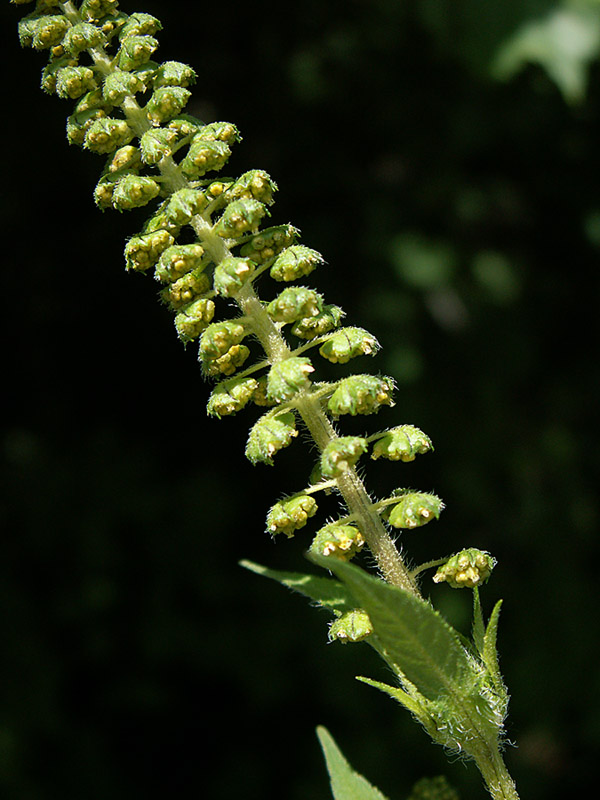 Image of Ambrosia trifida specimen.