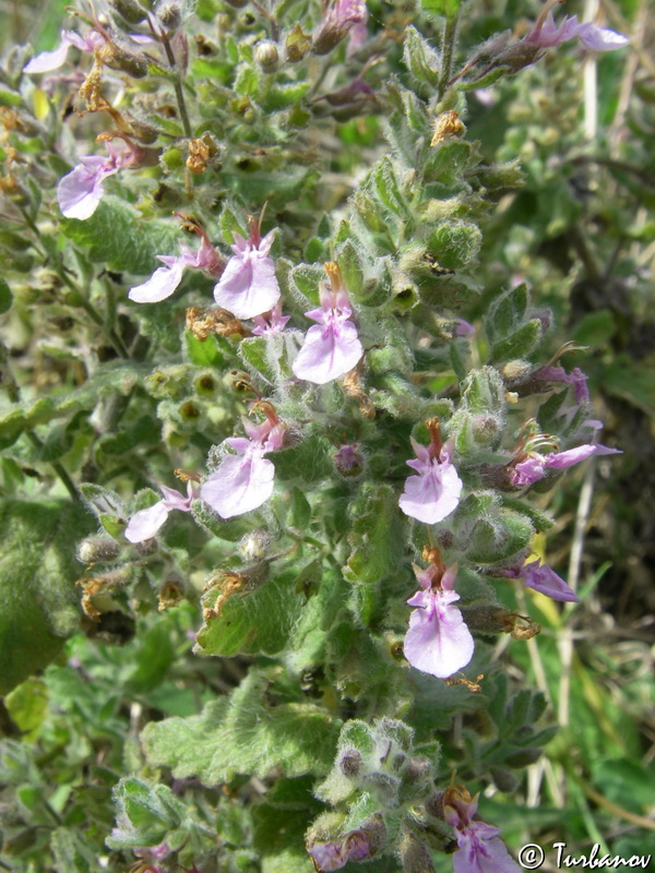 Image of Teucrium scordioides specimen.