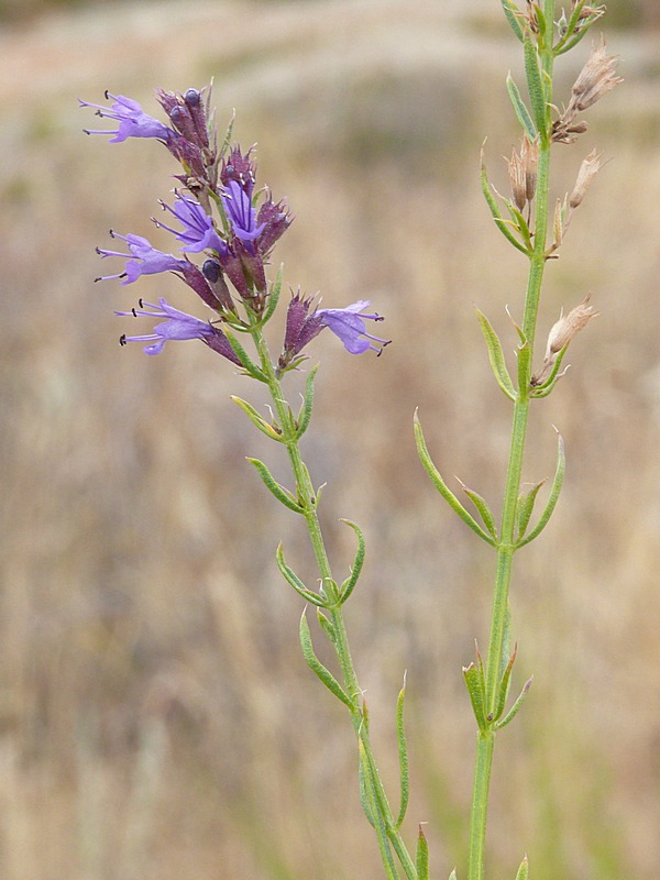 Image of Hyssopus cuspidatus specimen.