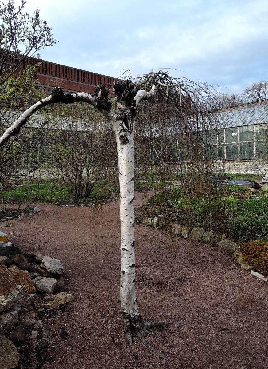 Image of genus Betula specimen.