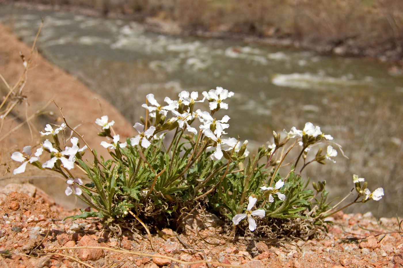 Image of Parrya alba specimen.