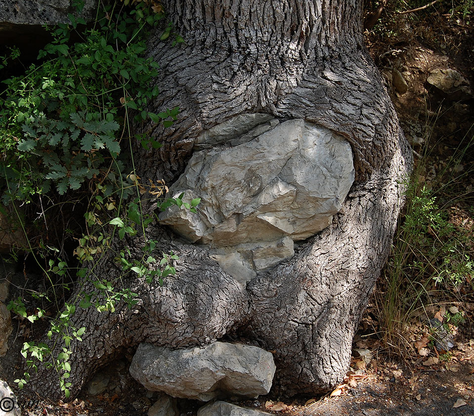 Image of Quercus pubescens specimen.