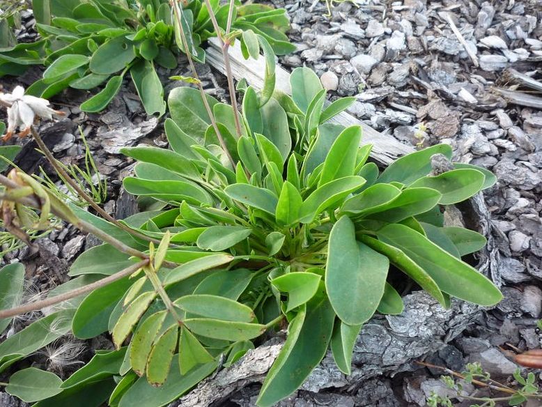 Image of Anthyllis arenaria specimen.