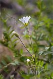 Cerastium alpinum