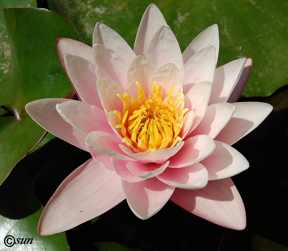 Image of Nymphaea &times; marliacea specimen.