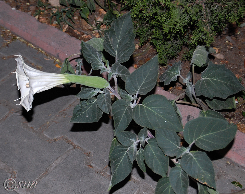 Image of Datura innoxia specimen.