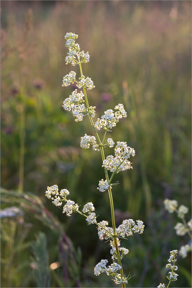 Image of Galium album specimen.