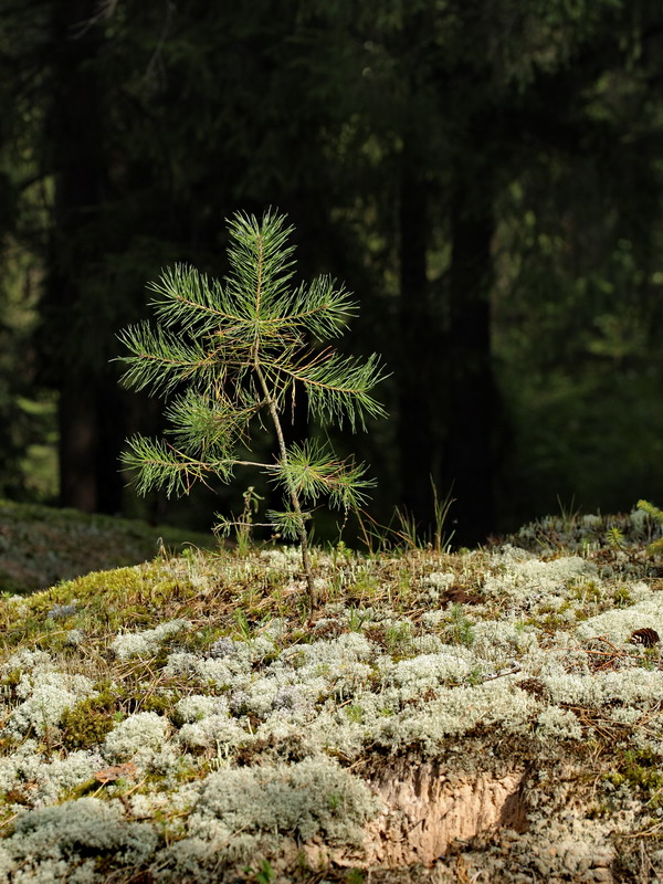 Image of Pinus sylvestris specimen.