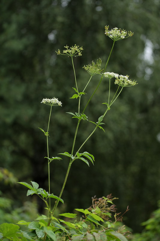 Image of Chaerophyllum aromaticum specimen.