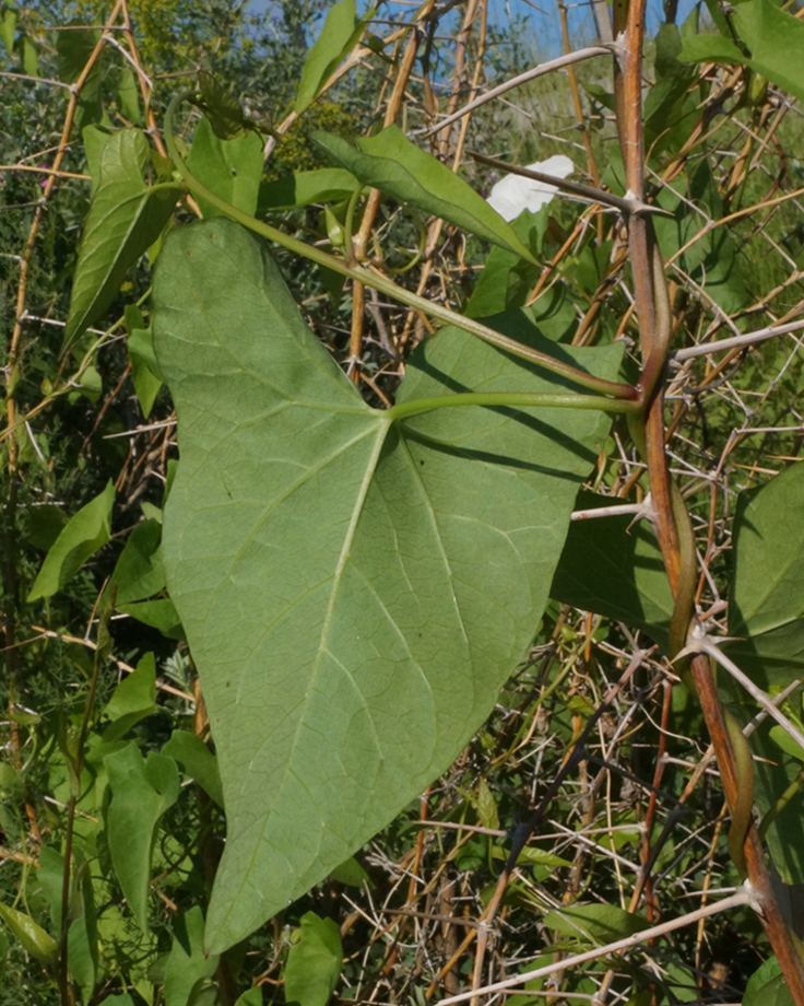 Image of Calystegia sepium specimen.