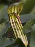 Arisarum vulgare