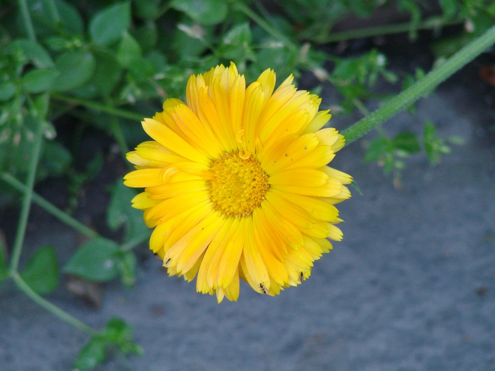 Image of Calendula officinalis specimen.