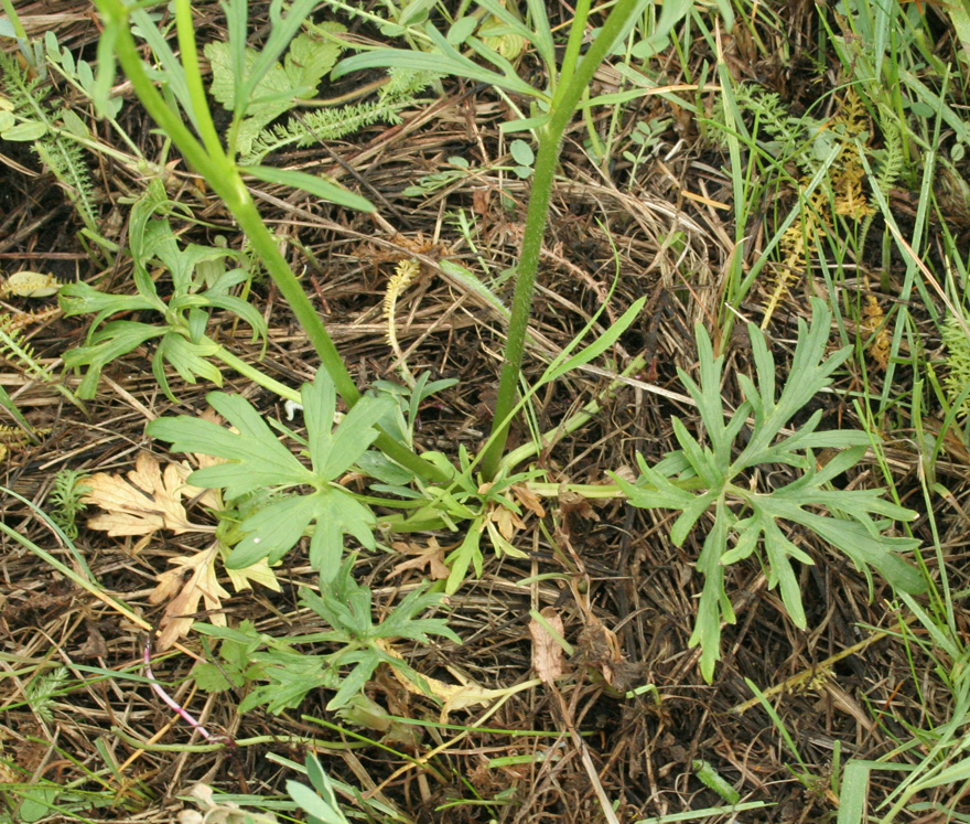 Image of Ranunculus polyanthemos specimen.