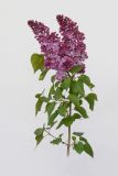 Syringa vulgaris