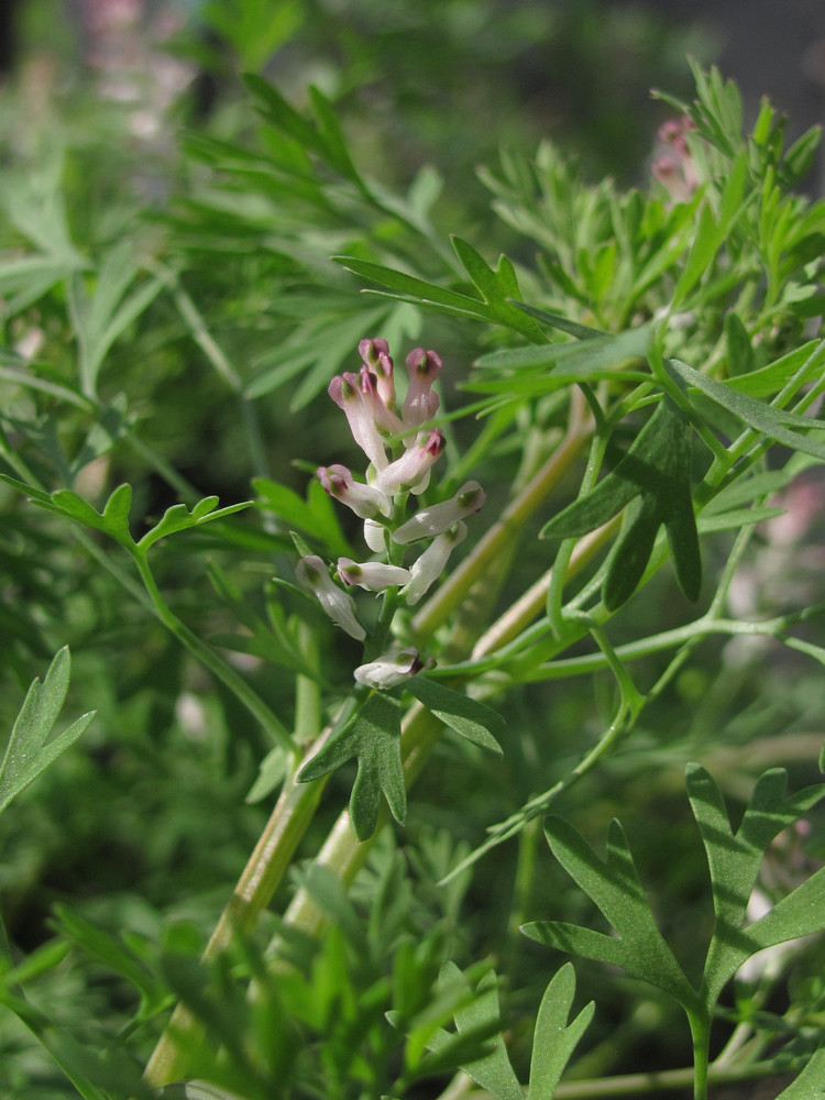 Изображение особи Fumaria parviflora.