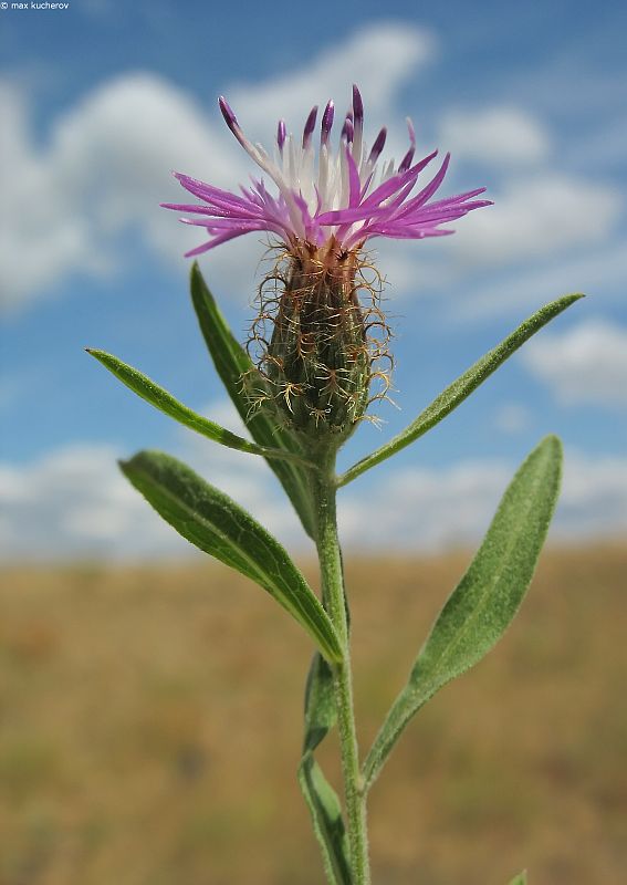 Изображение особи Centaurea trichocephala.