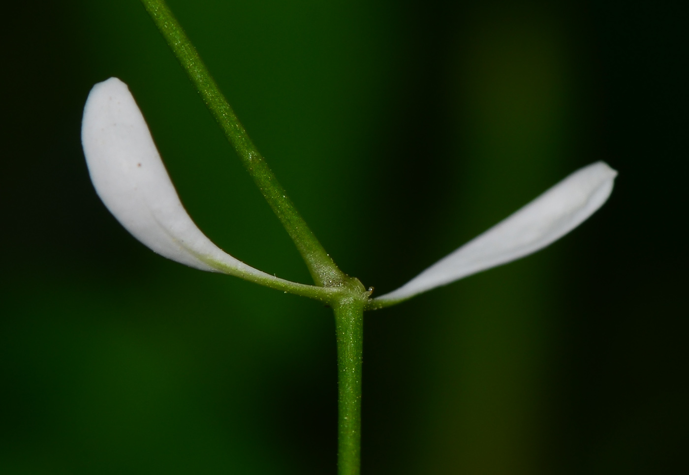 Image of Euphorbia graminea specimen.