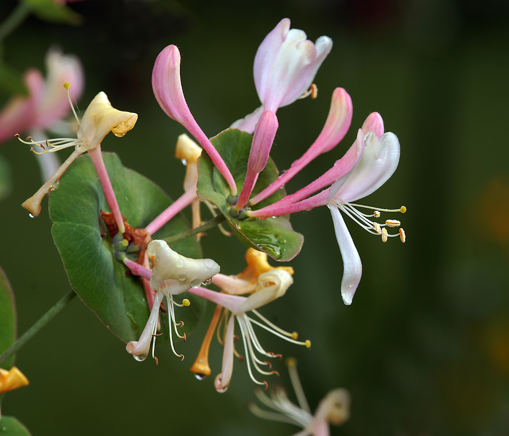 Image of Lonicera caprifolium specimen.